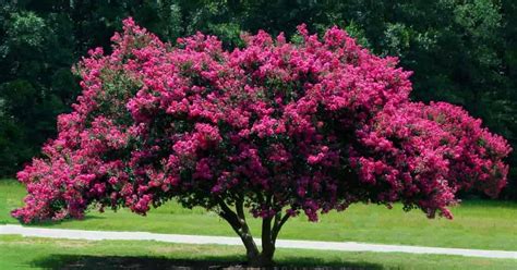 ebony crepie|How to Grow & Care for Crepe Myrtle (Lagerstroemia indica).